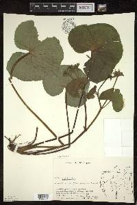 Caltha palustris image