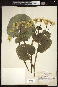 Caltha palustris image