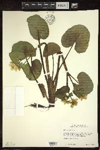 Caltha palustris image