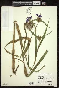 Tradescantia ohiensis image