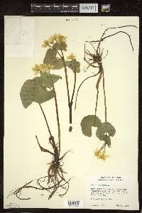 Caltha palustris image