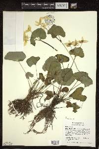 Caltha palustris image