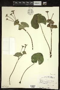 Caltha palustris image