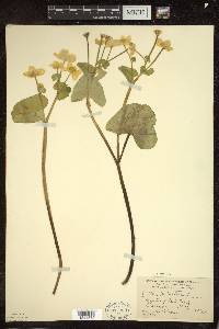 Caltha palustris image