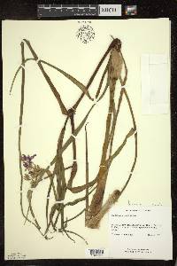 Tradescantia ohiensis image