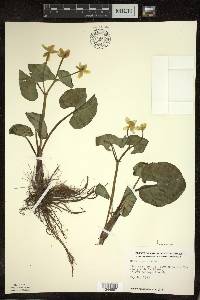 Caltha palustris image