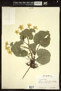 Caltha palustris image