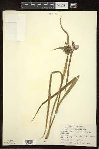 Tradescantia ohiensis image