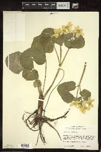 Caltha palustris image