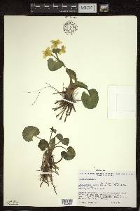 Caltha palustris image