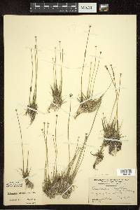 Eriocaulon aquaticum image