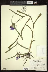 Tradescantia ohiensis image