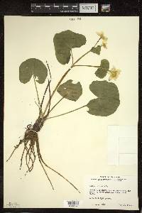 Caltha palustris image