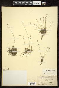 Eriocaulon aquaticum image