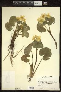 Caltha palustris image