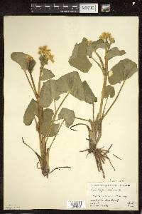 Caltha palustris image