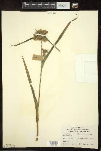 Tradescantia ohiensis image