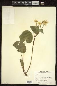 Caltha palustris image