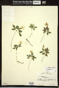 Anemone quinquefolia image