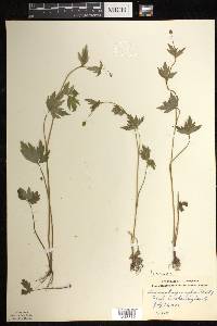 Ranunculus pensylvanicus image