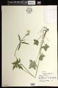 Ranunculus acris image