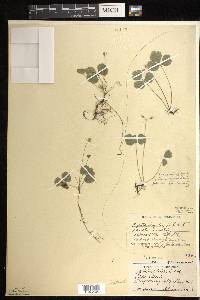 Coptis trifolia image