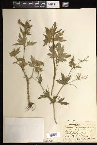 Ranunculus pensylvanicus image