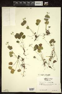 Coptis trifolia image