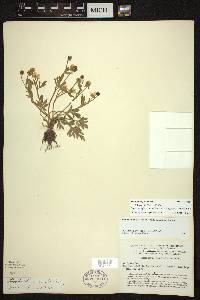 Ranunculus fascicularis image