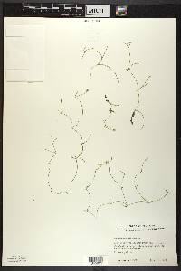 Ranunculus reptans image