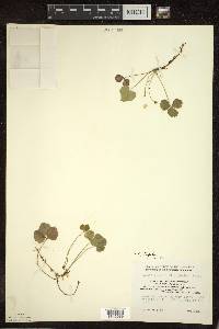 Coptis trifolia image