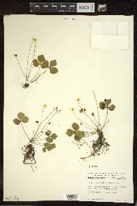 Coptis trifolia image