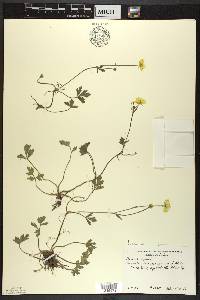 Ranunculus repens image