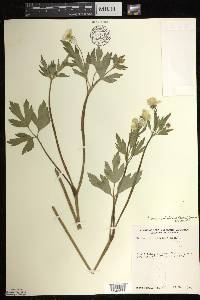 Ranunculus hispidus var. caricetorum image