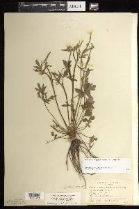 Ranunculus hispidus var. hispidus image