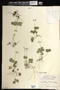 Coptis trifolia image