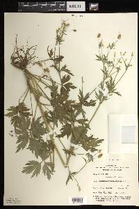 Ranunculus pensylvanicus image