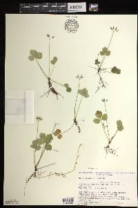 Coptis trifolia image