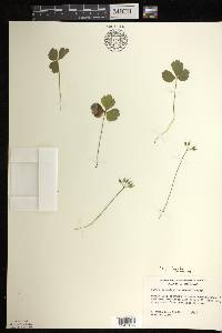 Coptis trifolia image