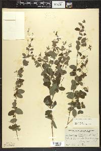 Lespedeza frutescens image