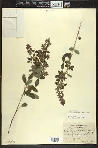 Lespedeza violacea image