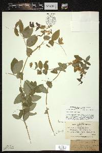 Lathyrus ochroleucus image