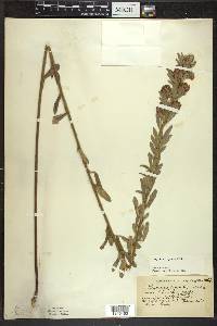 Lespedeza capitata image