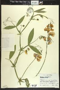 Lathyrus latifolius image