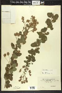 Lespedeza hirta image