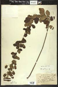 Lespedeza hirta image