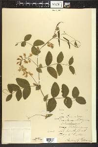 Lathyrus ochroleucus image