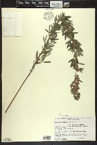 Lespedeza virginica image