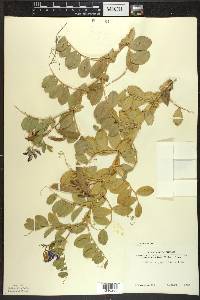 Lathyrus japonicus image