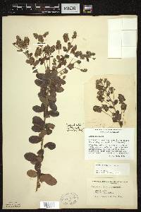 Lespedeza hirta image